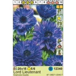 Анемон Lord Lieutenant 15шт/уп. р.5/6